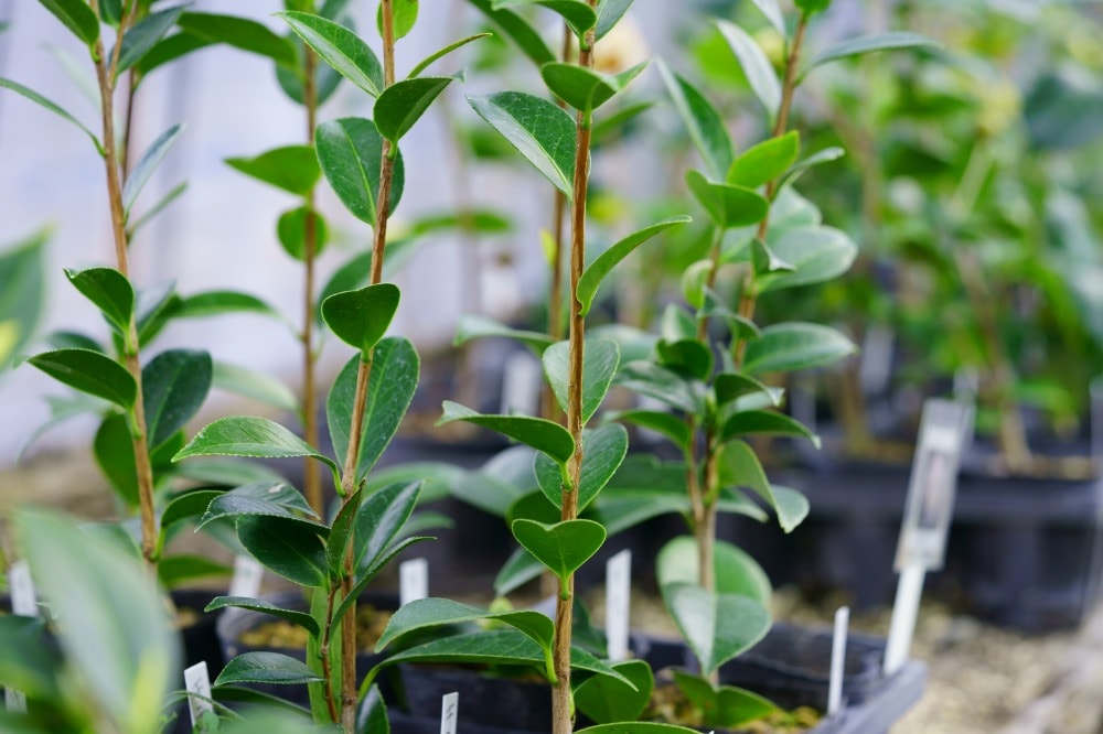 ブルーベリーの植え付けにあたって