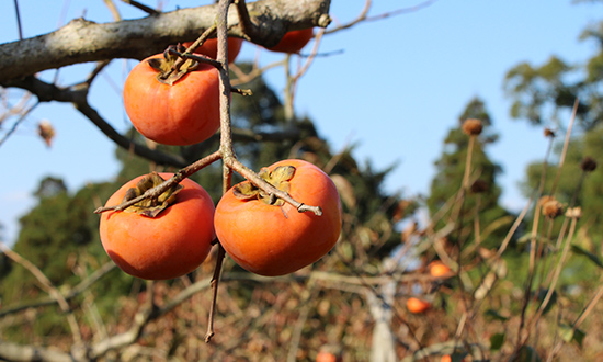 柿の販売について Persimmons